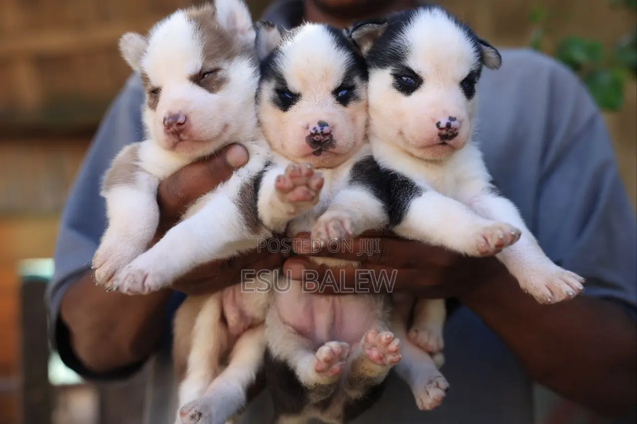 1-3 months Male Purebred Siberian Husky