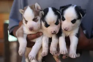 1-3 months Male Purebred Siberian Husky