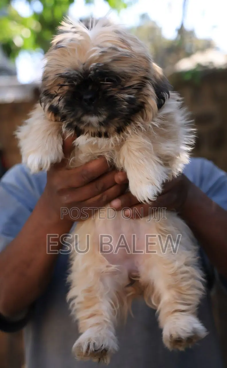 1-3 months Female Purebred Maltese