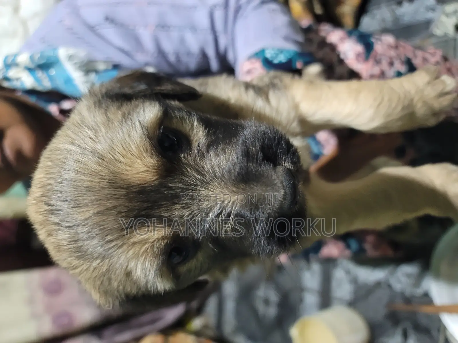 1-3 months Male Mixed Breed Maltese