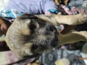 1-3 months Male Mixed Breed Maltese