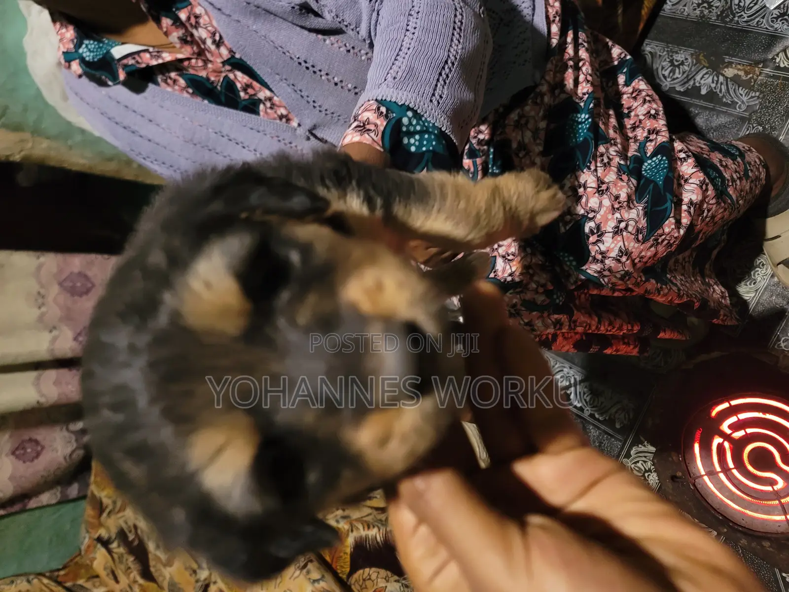 1-3 months Male Mixed Breed Maltese