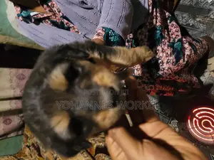 1-3 months Male Mixed Breed Maltese