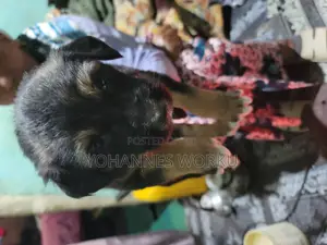 1-3 months Male Mixed Breed Maltese