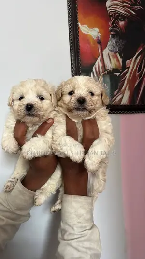 1-3 months Male Purebred Maltese