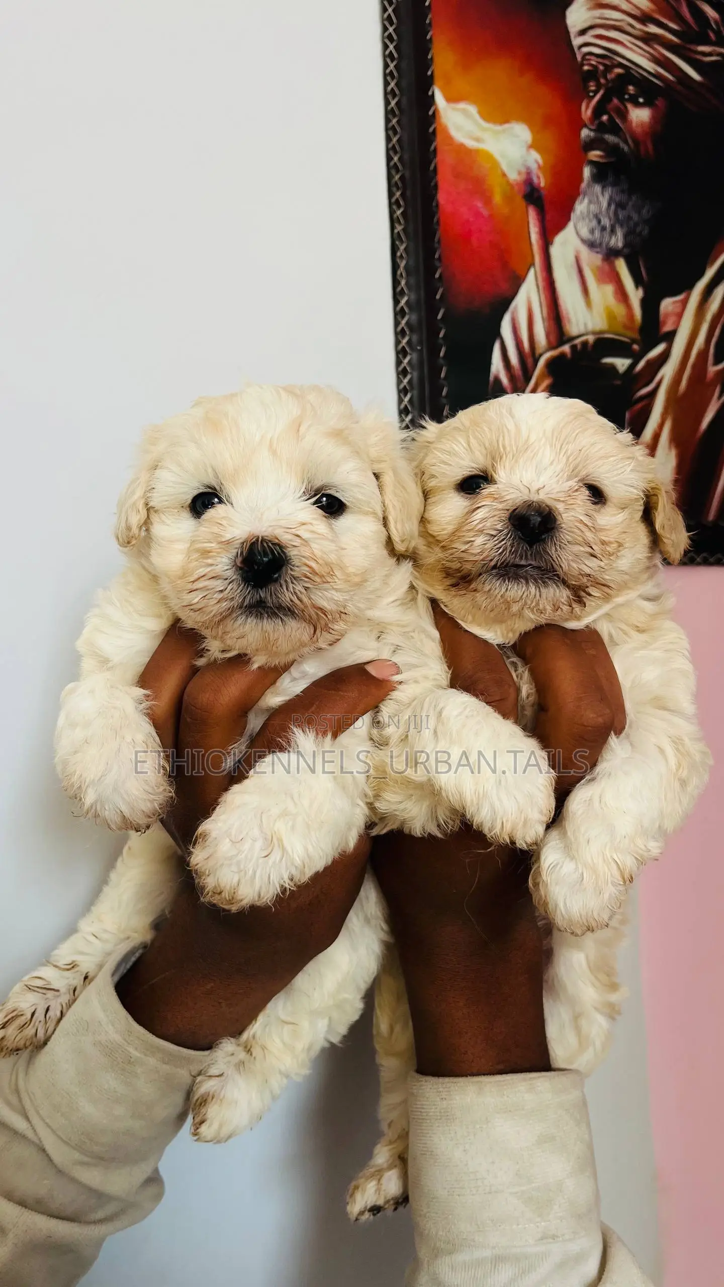 1-3 months Male Purebred Maltese