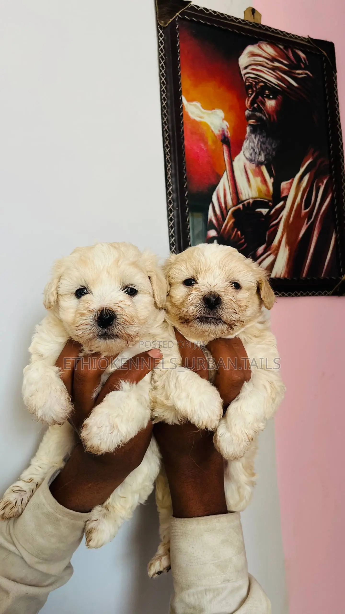 1-3 months Male Purebred Maltese