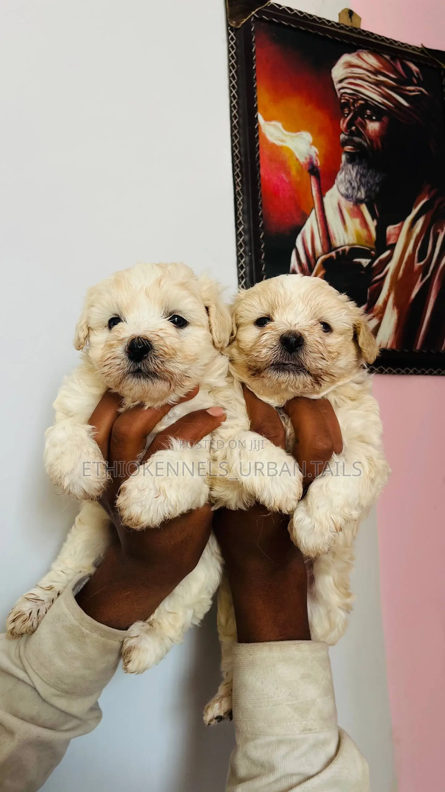 1-3 months Male Purebred Maltese