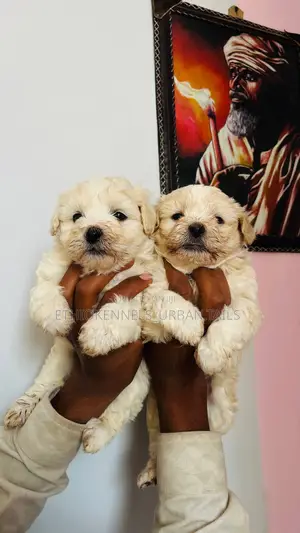 1-3 months Male Purebred Maltese