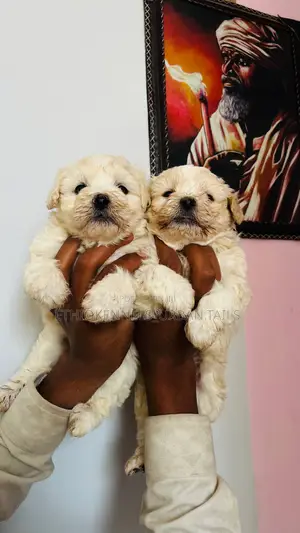 1-3 months Male Purebred Maltese