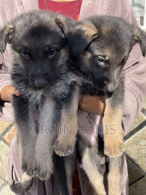 1-3 months Male Purebred German Shepherd