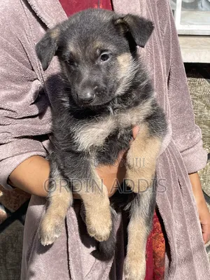 1-3 months Male Purebred German Shepherd