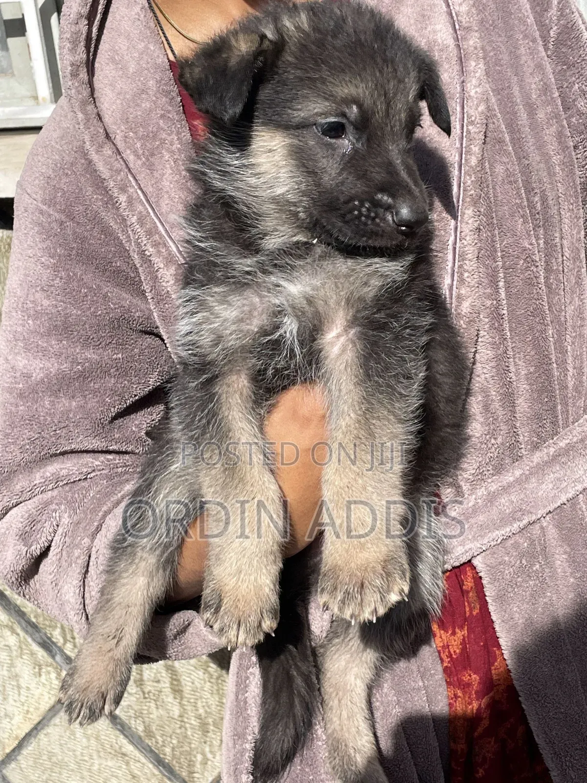 1-3 months Male Purebred German Shepherd