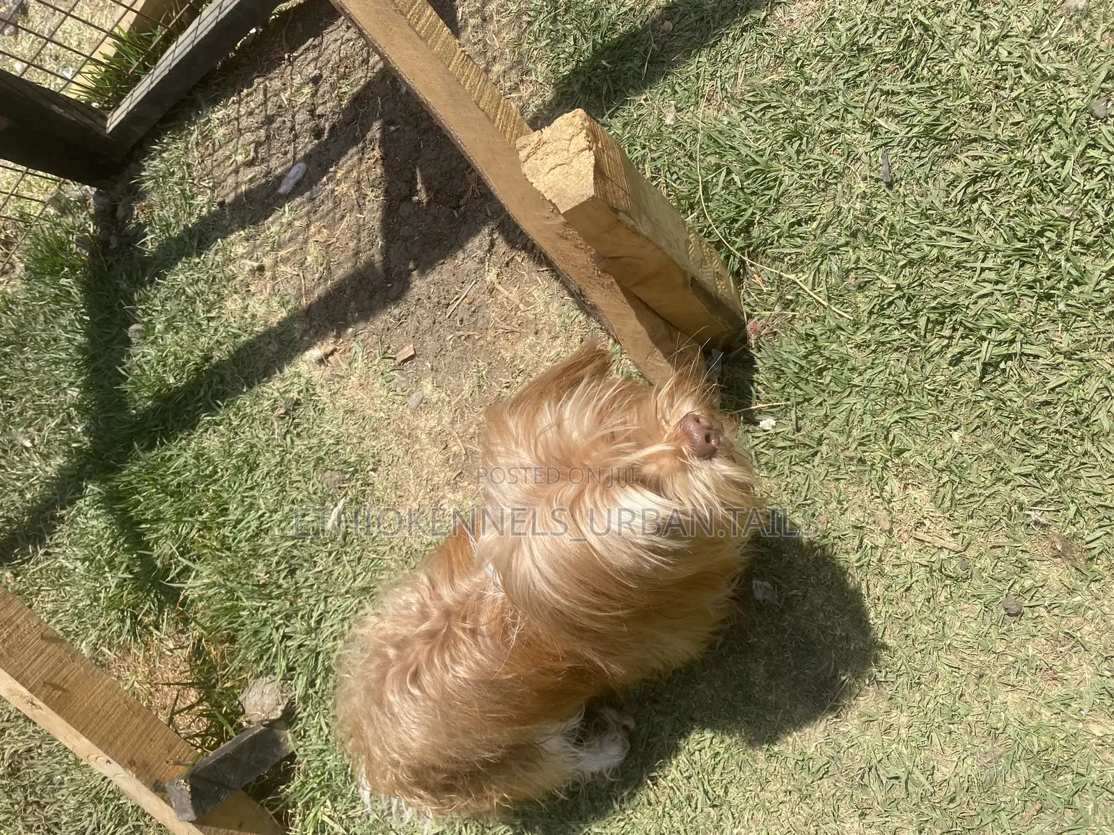 3-6 months Male Purebred Maltese