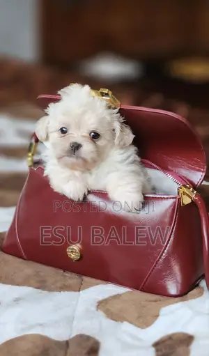 1-3 months Male Purebred Maltese