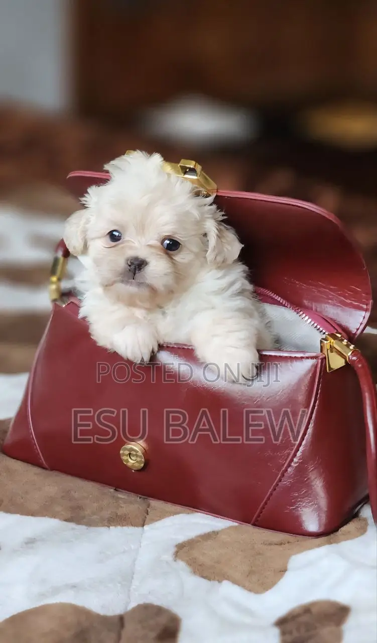 1-3 months Male Purebred Maltese