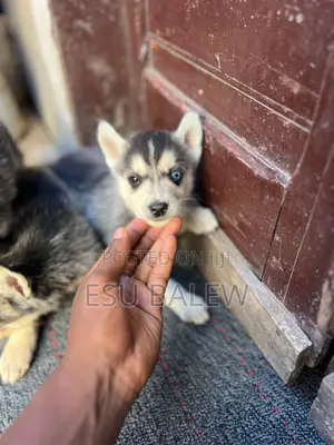 1-3 months Male Purebred Siberian Husky