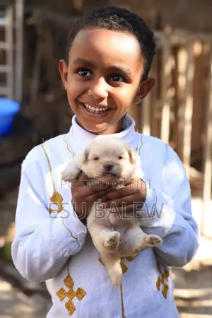1-3 months Female Purebred Maltese