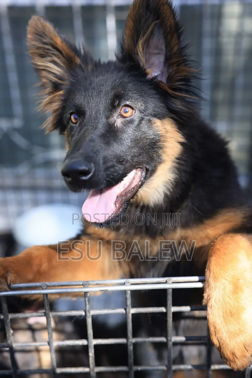 1-3 months Male Purebred German Shepherd