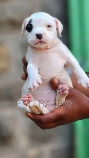 1-3 months Female Purebred American Pit Bull Terrier
