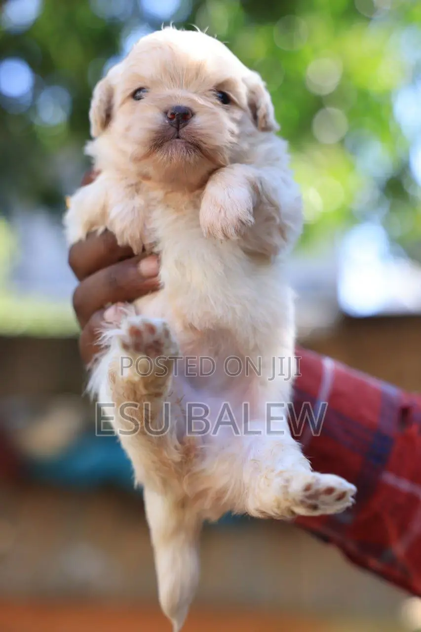 1-3 months Female Purebred Maltese