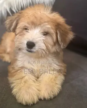 1-3 months Male Purebred Maltese