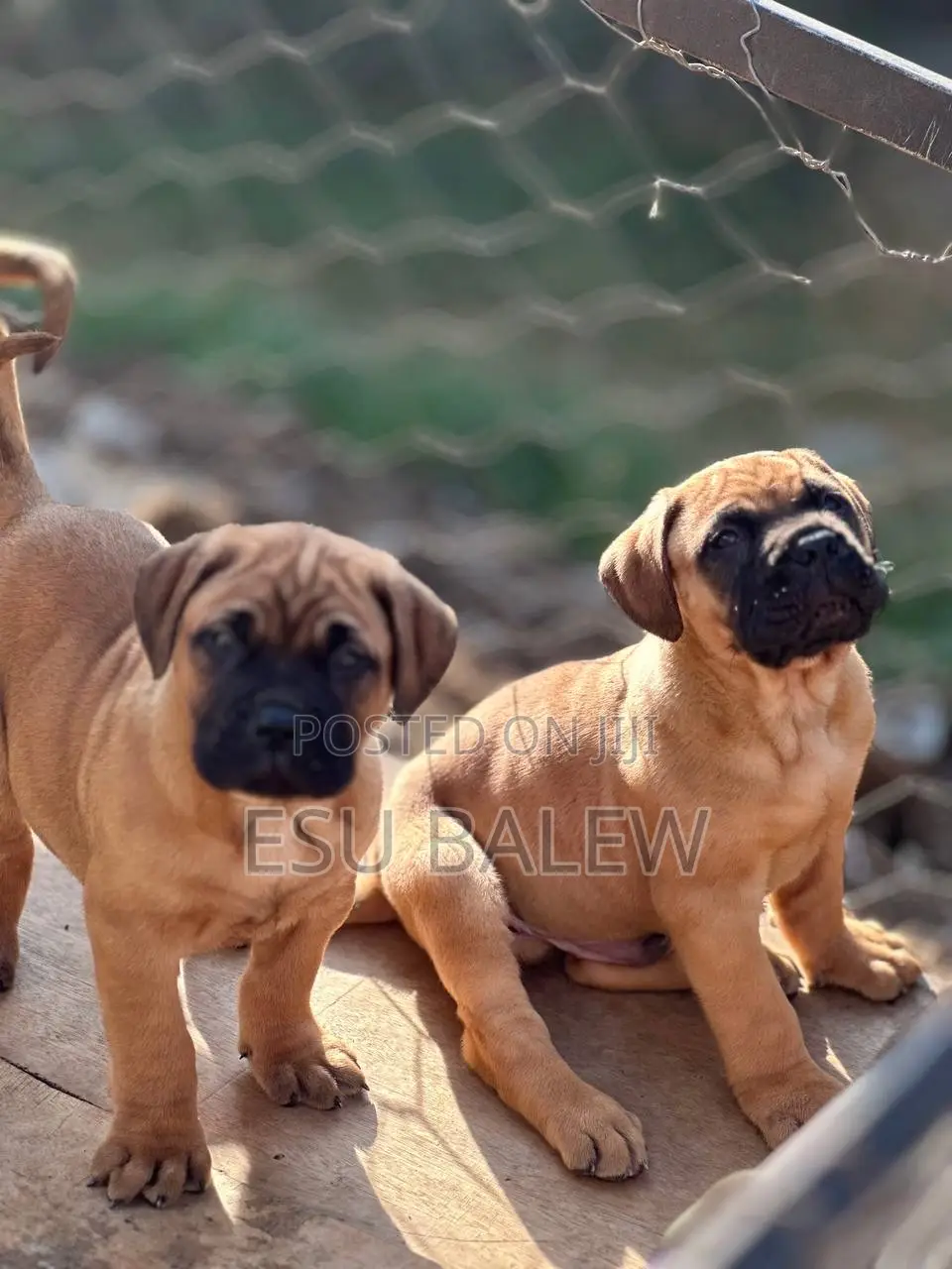 1-3 months Male Purebred Mastiff