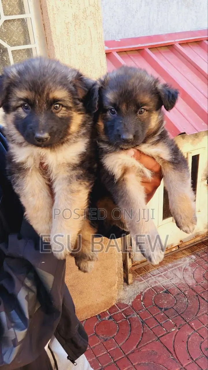 1-3 months Male Purebred German Shepherd