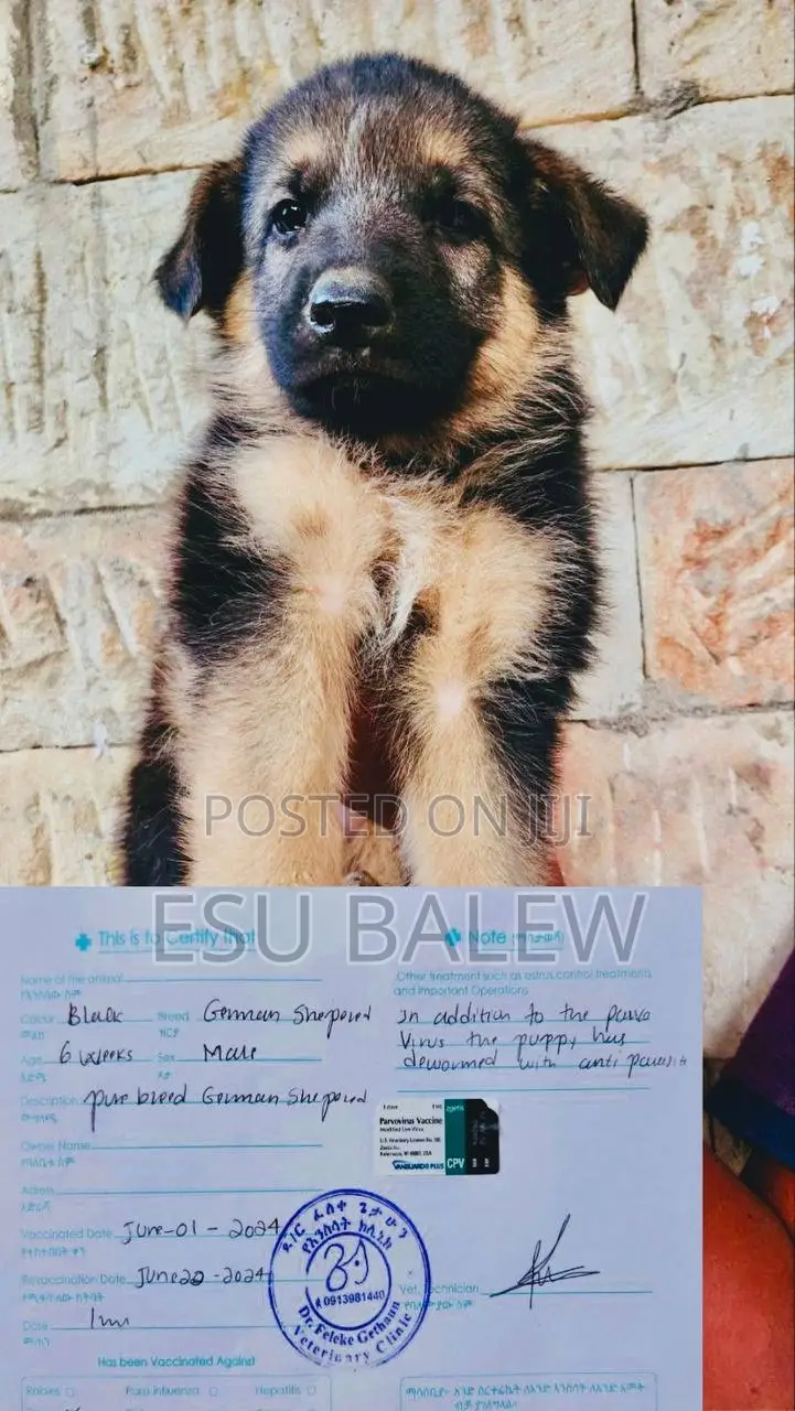1-3 months Male Purebred German Shepherd
