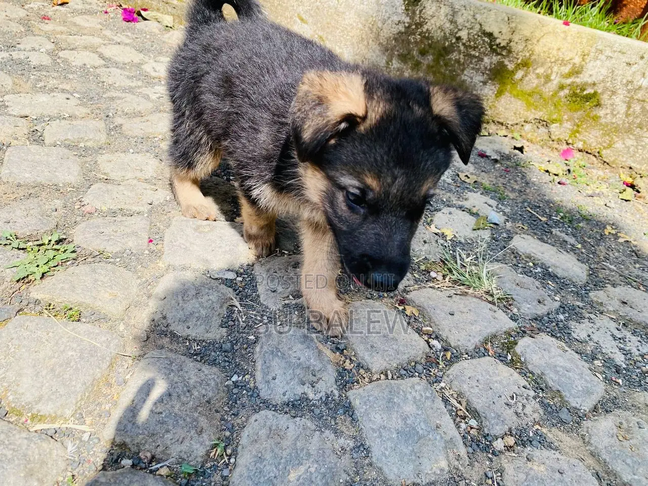 1-3 months Male Purebred German Shepherd