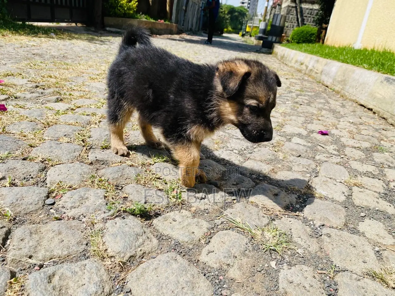 1-3 months Male Purebred German Shepherd