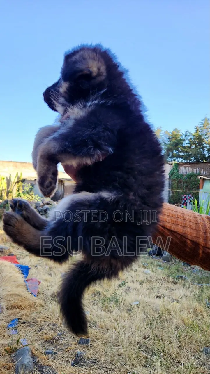1-3 months Male Purebred German Shepherd