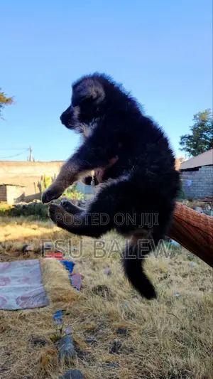 1-3 months Male Purebred German Shepherd