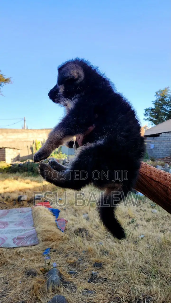 1-3 months Male Purebred German Shepherd