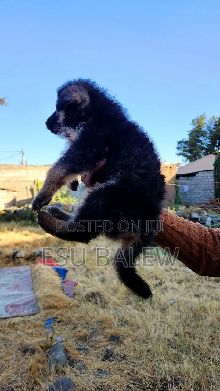 1-3 months Male Purebred German Shepherd