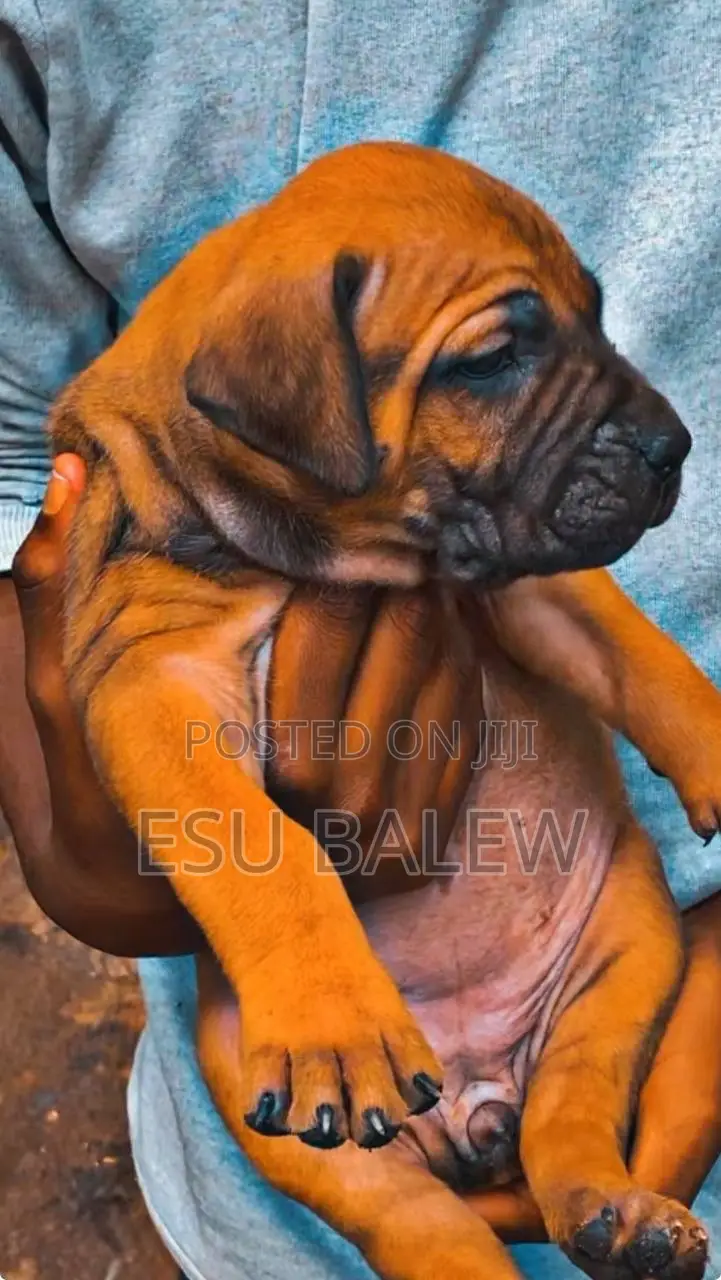 1-3 months Male Purebred Boerboel