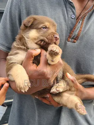 1-3 months Male Purebred German Shepherd