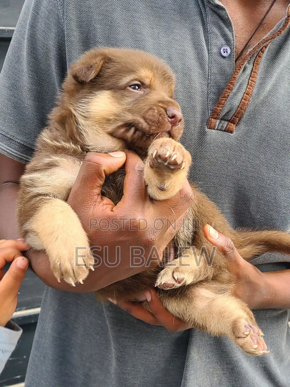 1-3 months Male Purebred German Shepherd