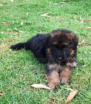 1-3 months Male Purebred German Shepherd