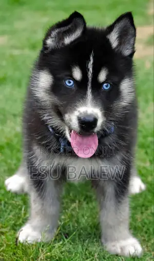 1-3 months Male Purebred Siberian Husky