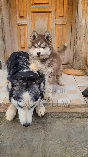 1-3 months Male Purebred Siberian Husky