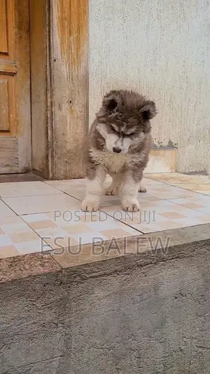 1-3 months Male Purebred Siberian Husky