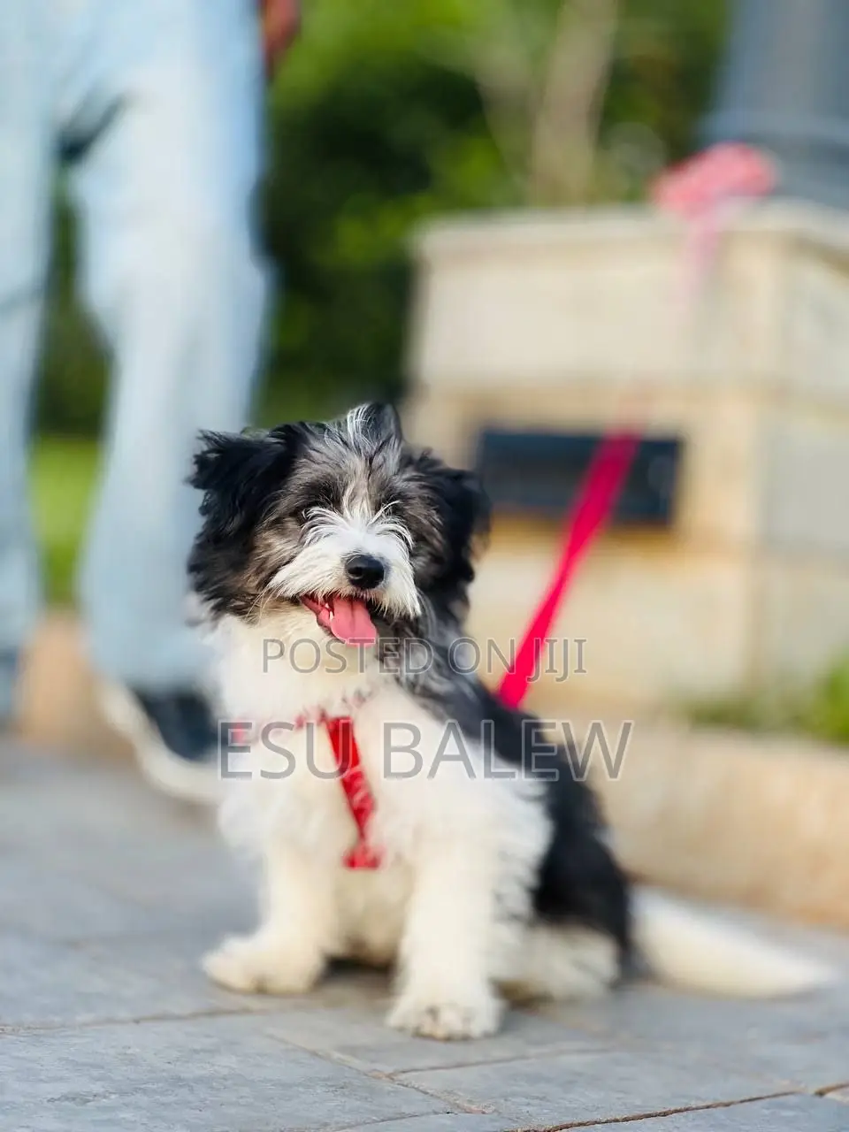 1-3 months Male Purebred Maltese