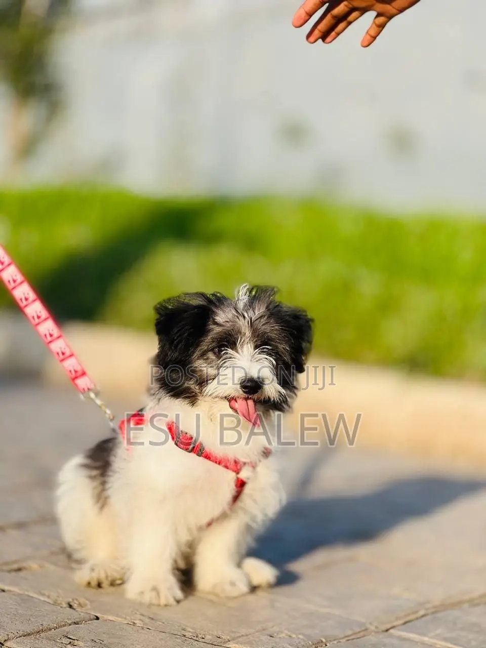 1-3 months Male Purebred Maltese