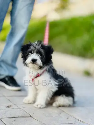 1-3 months Male Purebred Maltese