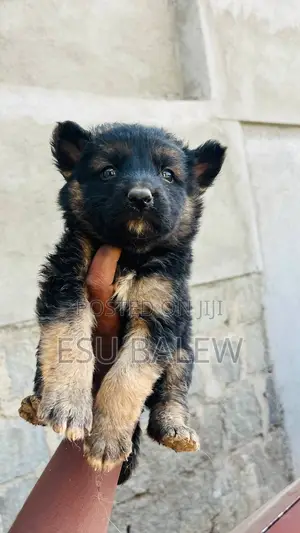 1-3 months Male Purebred German Shepherd