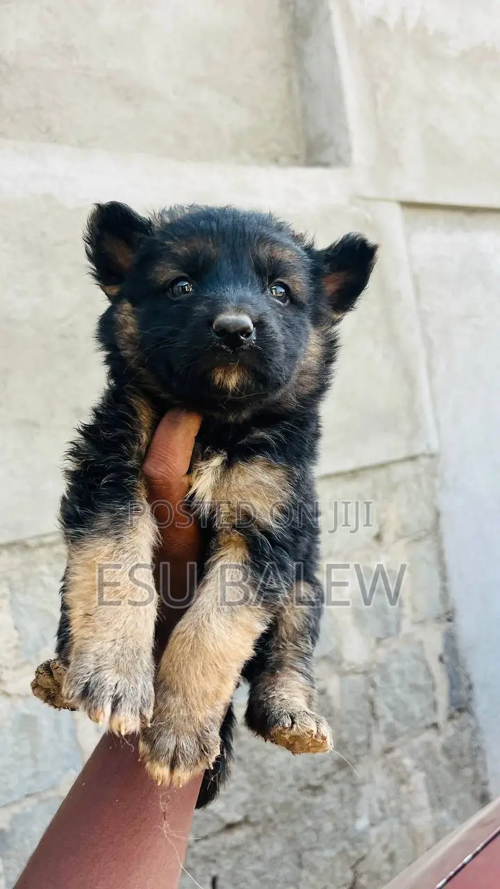 1-3 months Male Purebred German Shepherd