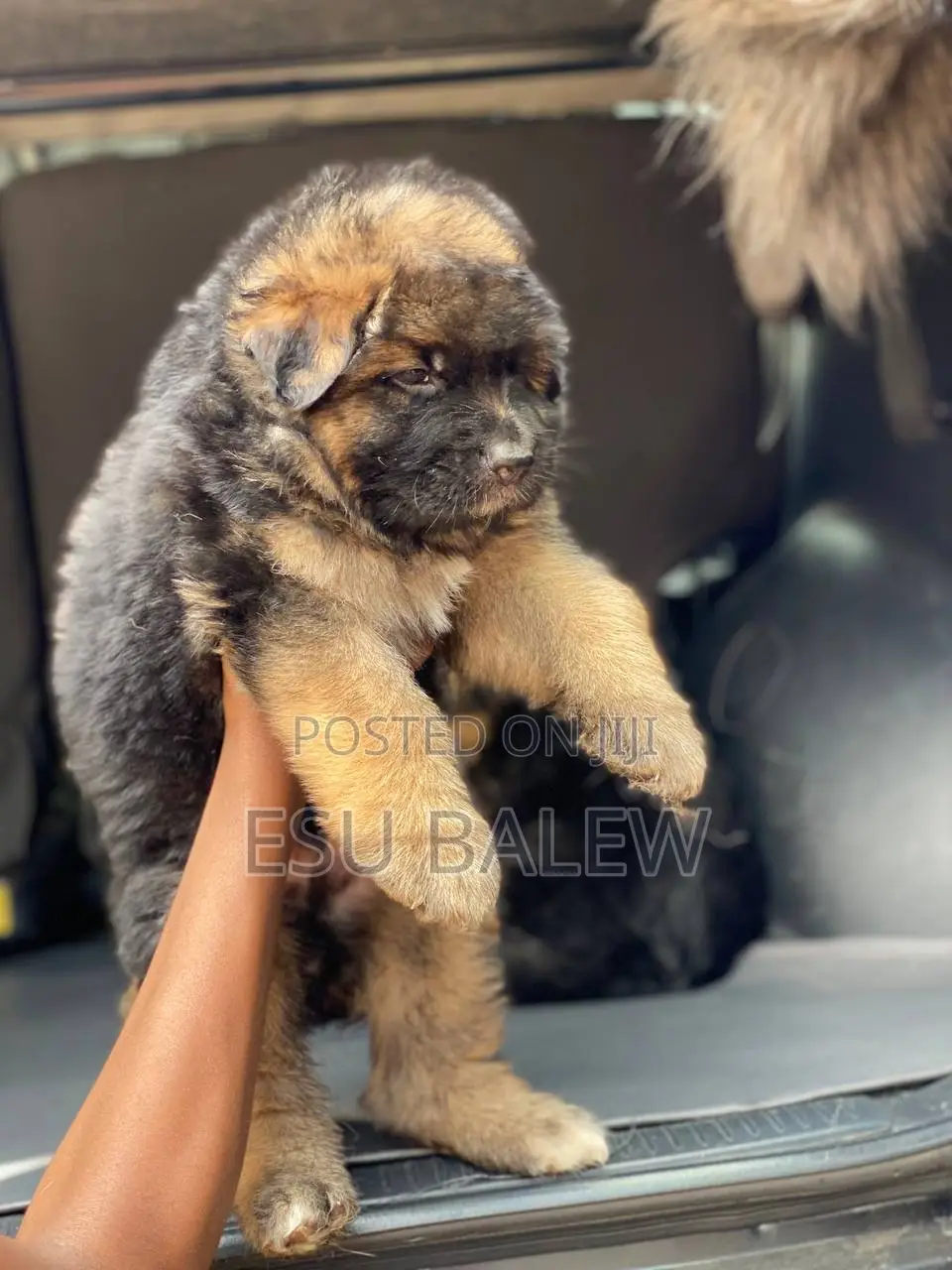 1-3 months Male Purebred German Shepherd