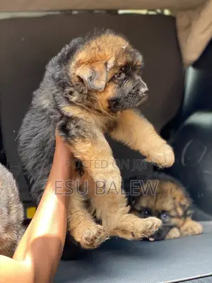 1-3 months Female Purebred German Shepherd