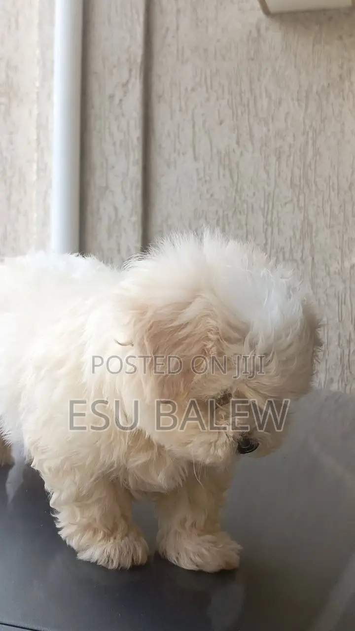 1-3 months Male Purebred Maltese